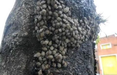 Preocupación por una rara plaga de insectos que seca los árboles