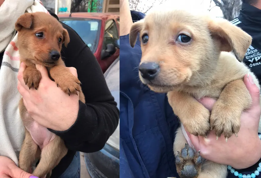 Barrio Hipódromo: rescatan cuatro perros en un operativo por presunto maltrato animal