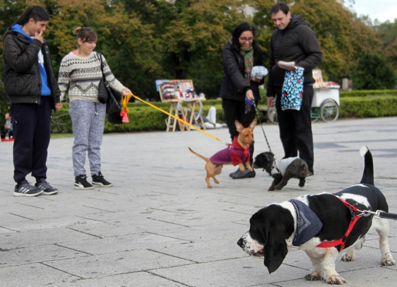 Censo Animal para relevar la cantidad y estado de las mascotas en la Ciudad