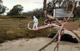 Se encontró un lobo marino muerto en Punta Indio a causa de gripe aviar