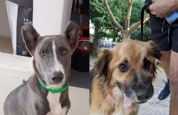 A pulmón y con el corazón: la historia de "Perritos Rescatados", la agrupación que salva animales en La Plata