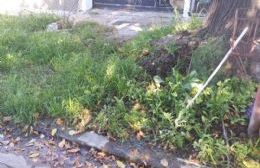 Una frentista denuncia que una pérdida de agua le movió el árbol