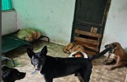 Cuando el Estado no está, el corazón responde: el trabajo silencioso de María, la vecina platense que rescata animales