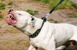 Brandsen: suma tensión por el ataque de un perro dogo a un vecino de 16 años 