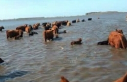 Punta Indio en estado de emergencia por el avance del agua